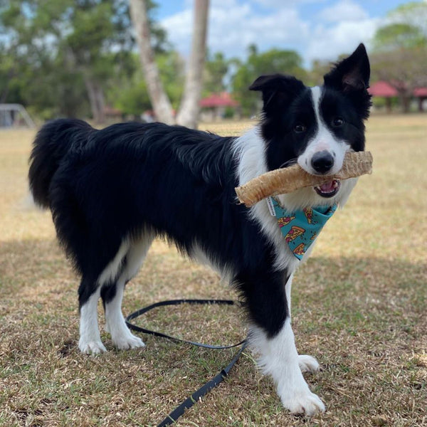 Correas para perros