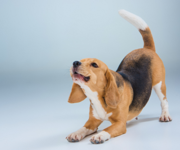 Shampoos para perros