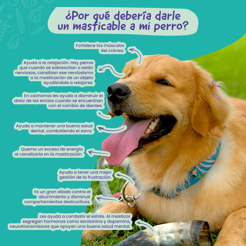 Tráquea de Vaca